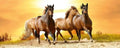 Dimex Horses in Sunset Wall Mural 375x150cm 5 Panels | Yourdecoration.com