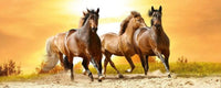 Dimex Horses in Sunset Wall Mural 375x150cm 5 Panels | Yourdecoration.com