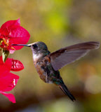 Dimex Hummingbird Wall Mural 225x250cm 3 Panels | Yourdecoration.com