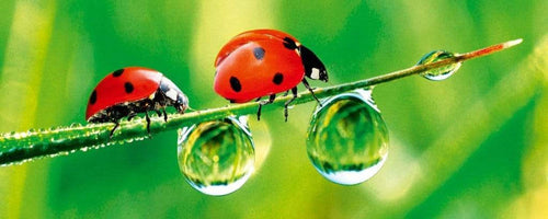 Dimex Ladybird Wall Mural 375x150cm 5 Panels | Yourdecoration.com