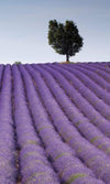 Dimex Lavender Field Wall Mural 150x250cm 2 Panels | Yourdecoration.com