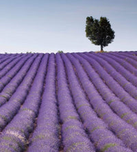 Dimex Lavender Field Wall Mural 225x250cm 3 Panels | Yourdecoration.com
