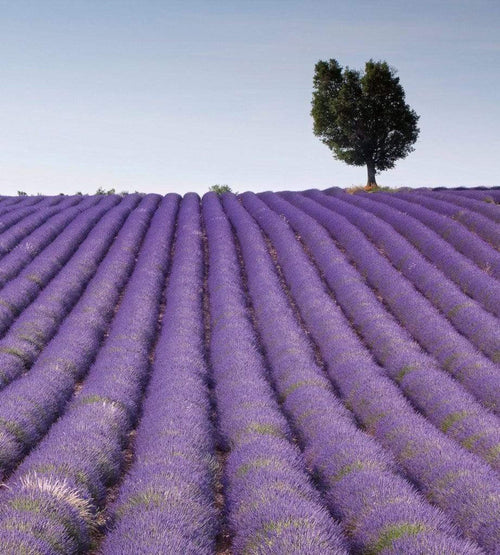 Dimex Lavender Field Wall Mural 225x250cm 3 Panels | Yourdecoration.com