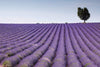 Dimex Lavender Field Wall Mural 375x250cm 5 Panels | Yourdecoration.com