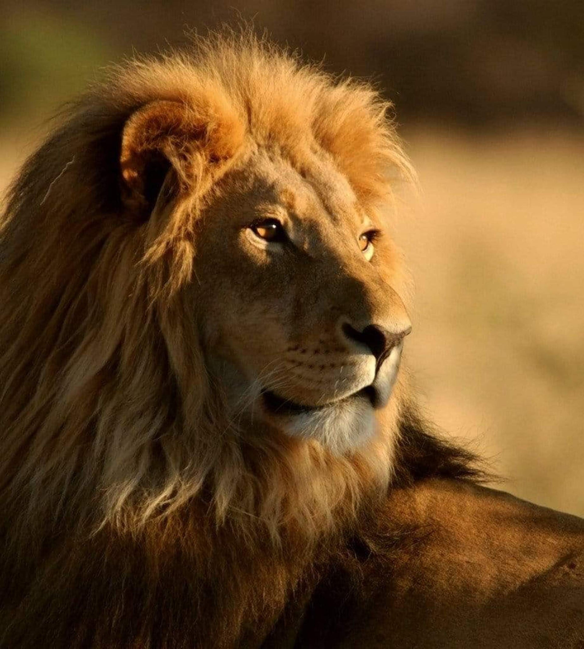 Dimex Lion Wall Mural 225x250cm 3 Panels | Yourdecoration.com