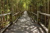Dimex Mangrove Forest Wall Mural 375x250cm 5 Panels | Yourdecoration.com
