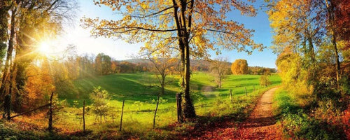 Dimex Meadow Wall Mural 375x150cm 5 Panels | Yourdecoration.com
