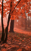 Dimex Misty Forest Wall Mural 150x250cm 2 Panels | Yourdecoration.com