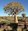 Dimex Namibia Wall Mural 225x250cm 3 Panels | Yourdecoration.com