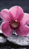 Dimex Orchid Wall Mural 150x250cm 2 Panels | Yourdecoration.com