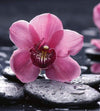 Dimex Orchid Wall Mural 225x250cm 3 Panels | Yourdecoration.com