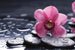 Dimex Orchid Wall Mural 375x250cm 5 Panels | Yourdecoration.com