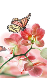 Dimex Orchids and Butterfly Wall Mural 150x250cm 2 Panels | Yourdecoration.com