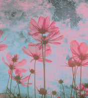 Dimex Pink Flower Abstract Wall Mural 225x250cm 3 Panels | Yourdecoration.com