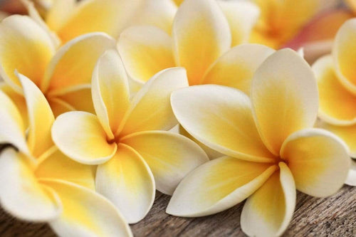 Dimex Plumeria Wall Mural 375x250cm 5 Panels | Yourdecoration.com