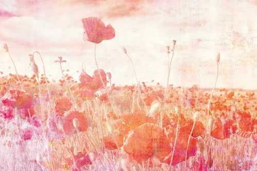 Dimex Poppies Abstract Wall Mural 375x250cm 5 Panels | Yourdecoration.com