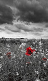 Dimex Poppies Black Wall Mural 150x250cm 2 Panels | Yourdecoration.com