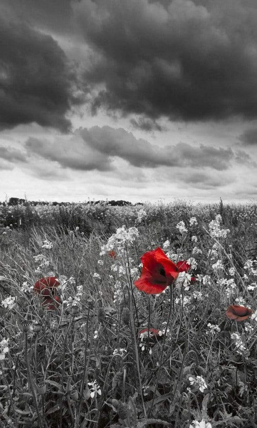 Dimex Poppies Black Wall Mural 150x250cm 2 Panels | Yourdecoration.com