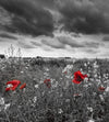 Dimex Poppies Black Wall Mural 225x250cm 3 Panels | Yourdecoration.com