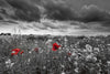 Dimex Poppies Black Wall Mural 375x250cm 5 Panels | Yourdecoration.com