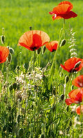 Dimex Poppy Field Wall Mural 150x250cm 2 Panels | Yourdecoration.com