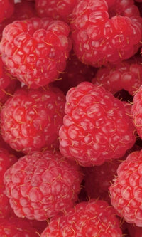 Dimex Raspberry Wall Mural 150x250cm 2 Panels | Yourdecoration.com