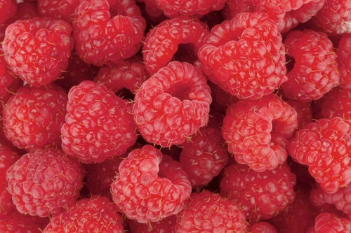 Dimex Raspberry Wall Mural 375x250cm 5 Panels | Yourdecoration.com