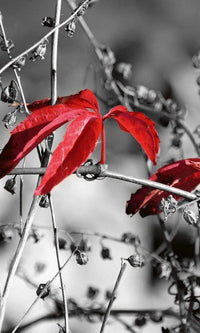 Dimex Red Leaves on Black Wall Mural 150x250cm 2 Panels | Yourdecoration.com