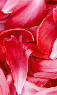Dimex Red Petals Wall Mural 150x250cm 2 Panels | Yourdecoration.com