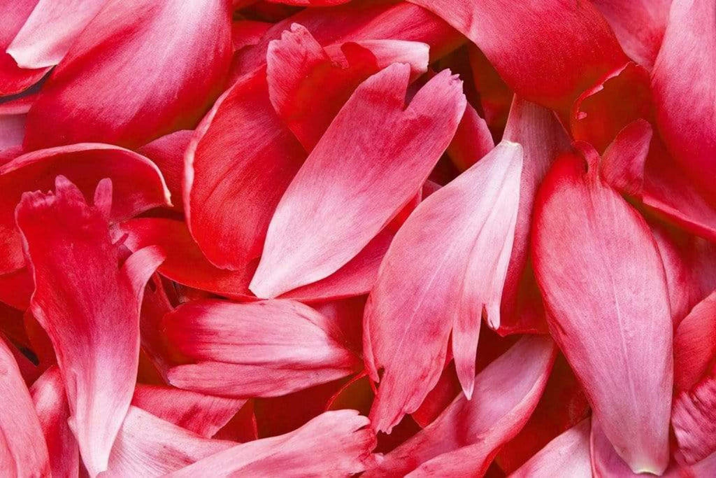 Dimex Red Petals Wall Mural 375x250cm 5 Panels | Yourdecoration.com