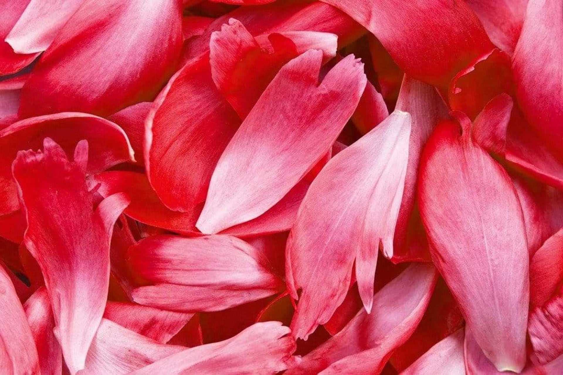 Dimex Red Petals Wall Mural 375x250cm 5 Panels | Yourdecoration.com