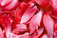 Dimex Red Petals Wall Mural 375x250cm 5 Panels | Yourdecoration.com