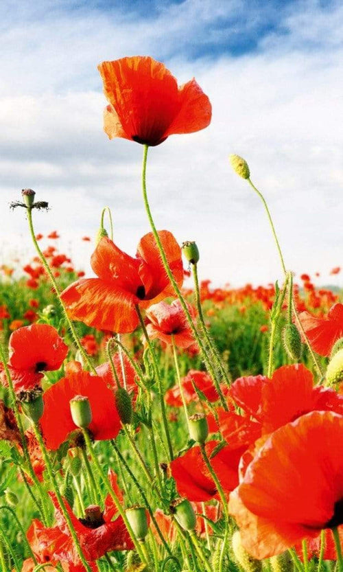 Dimex Red Poppies Wall Mural 150x250cm 2 Panels | Yourdecoration.com
