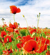 Dimex Red Poppies Wall Mural 225x250cm 3 Panels | Yourdecoration.com