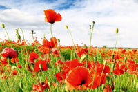 Dimex Red Poppies Wall Mural 375x250cm 5 Panels | Yourdecoration.com