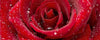 Dimex Red Rose Wall Mural 375x150cm 5 Panels | Yourdecoration.com