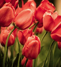 Dimex Red Tulips Wall Mural 225x250cm 3 Panels | Yourdecoration.com