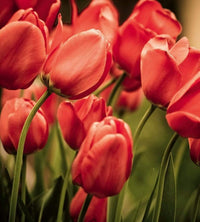 Dimex Red Tulips Wall Mural 225x250cm 3 Panels | Yourdecoration.com