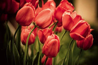 Dimex Red Tulips Wall Mural 375x250cm 5 Panels | Yourdecoration.com