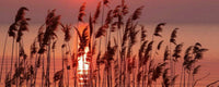 Dimex Reed on Lake Wall Mural 375x150cm 5 Panels | Yourdecoration.com