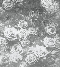 Dimex Roses Abstract II Wall Mural 225x250cm 3 Panels | Yourdecoration.com