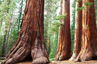 Dimex Sequoia Wall Mural 375x250cm 5 Panels | Yourdecoration.com