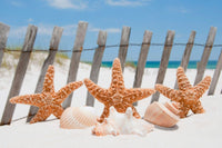 Dimex Starfish Wall Mural 375x250cm 5 Panels | Yourdecoration.com