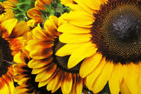 Dimex Sunflowers Wall Mural 375x250cm 5 Panels | Yourdecoration.com
