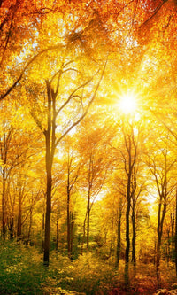 Dimex Sunny Forest Wall Mural 150x250cm 2 Panels | Yourdecoration.com