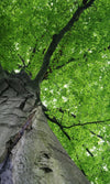 Dimex Treetop Wall Mural 150x250cm 2 Panels | Yourdecoration.com