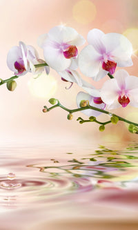 Dimex White Orchid Wall Mural 150x250cm 2 Panels | Yourdecoration.com
