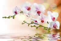 Dimex White Orchid Wall Mural 375x250cm 5 Panels | Yourdecoration.com