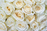 Dimex White Roses Wall Mural 375x250cm 5 Panels | Yourdecoration.com