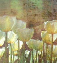 Dimex White Tulips Abstract Wall Mural 225x250cm 3 Panels | Yourdecoration.com
